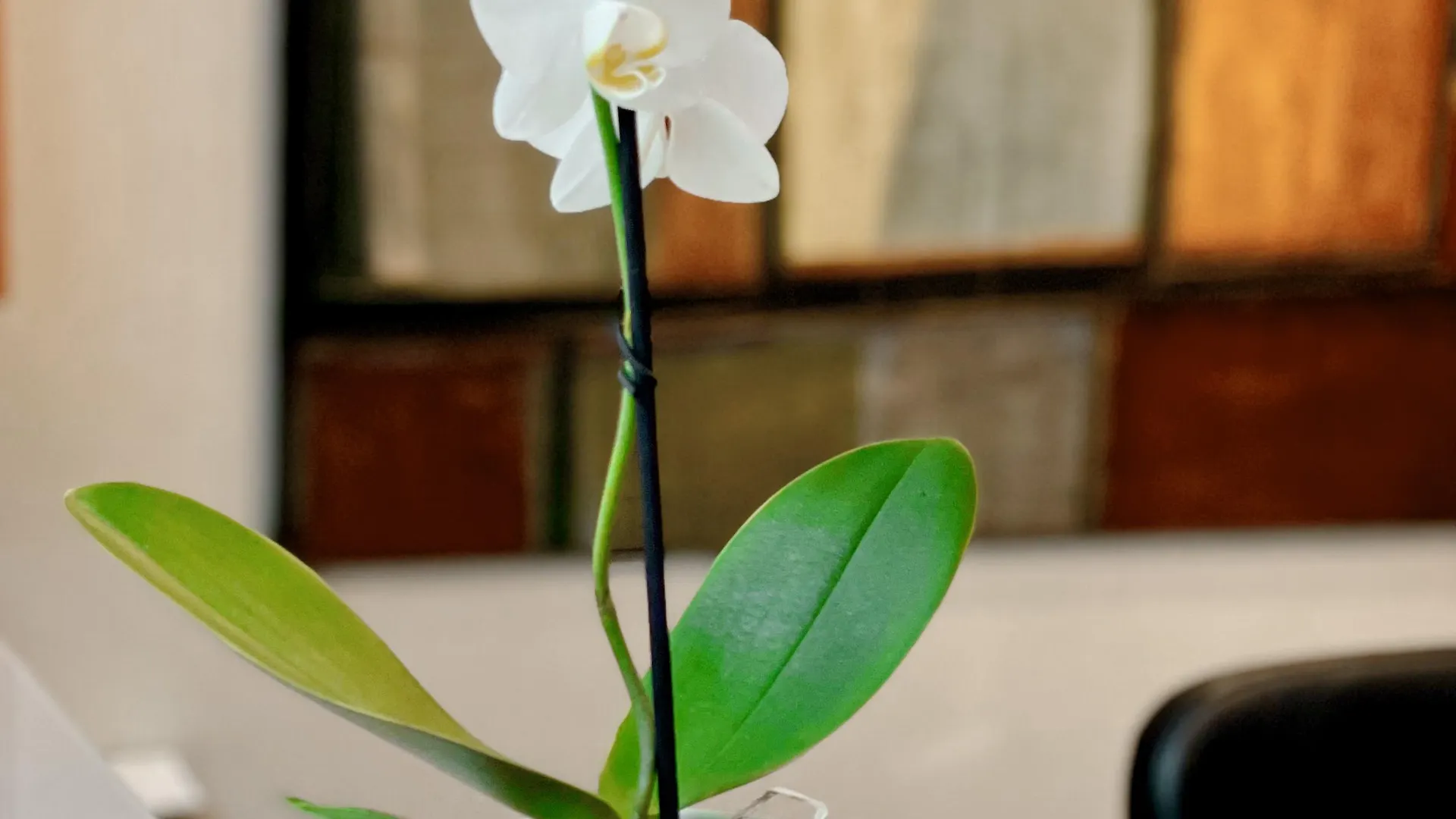 Sm Hotel Sant Antoni Βαρκελώνη Ισπανία