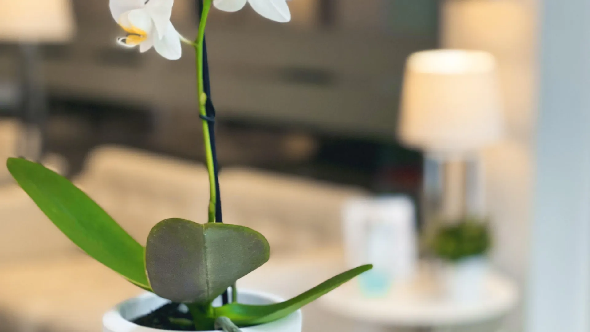 Sm Hotel Sant Antoni Barcelona